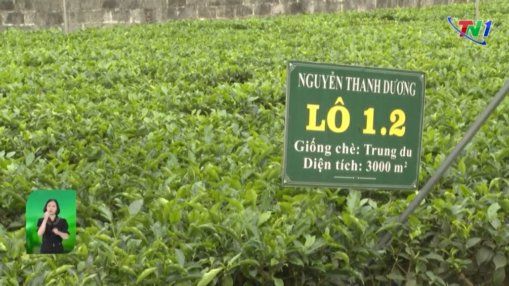 Mã số vùng trồng - Đưa nông sản vươn xa