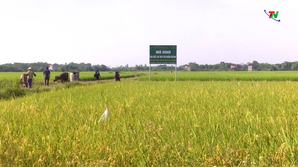 Phú Bình: Phấn đấu giá trị sản xuất nông nghiệp đạt gần 4.900 tỷ đồng