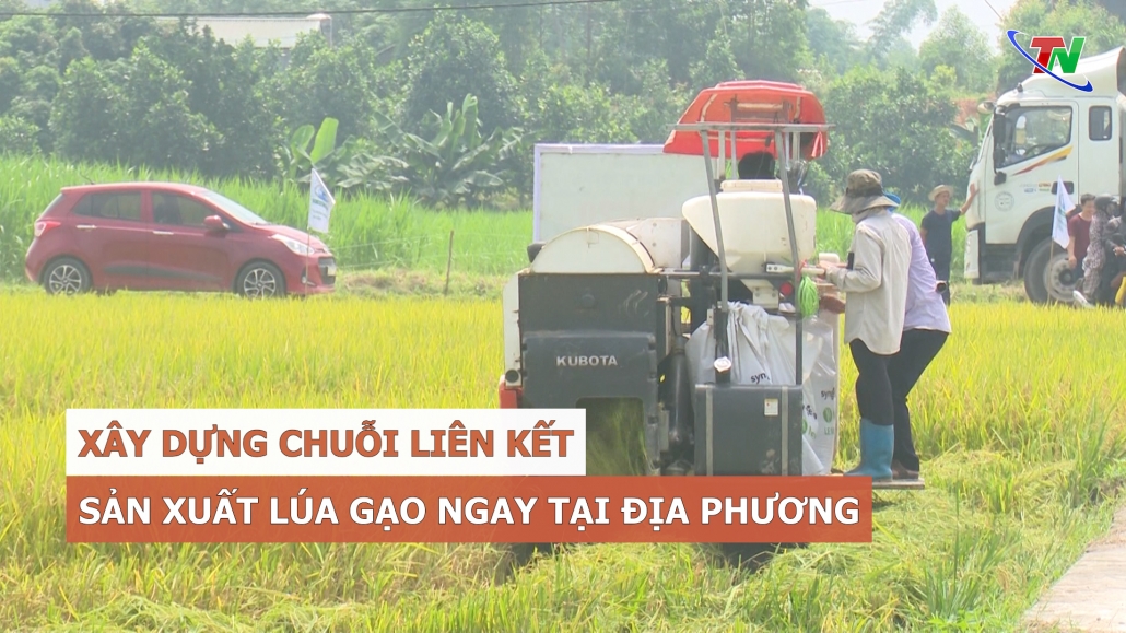 Xây dựng chuỗi liên kết sản xuất lúa gạo ngay tại địa phương