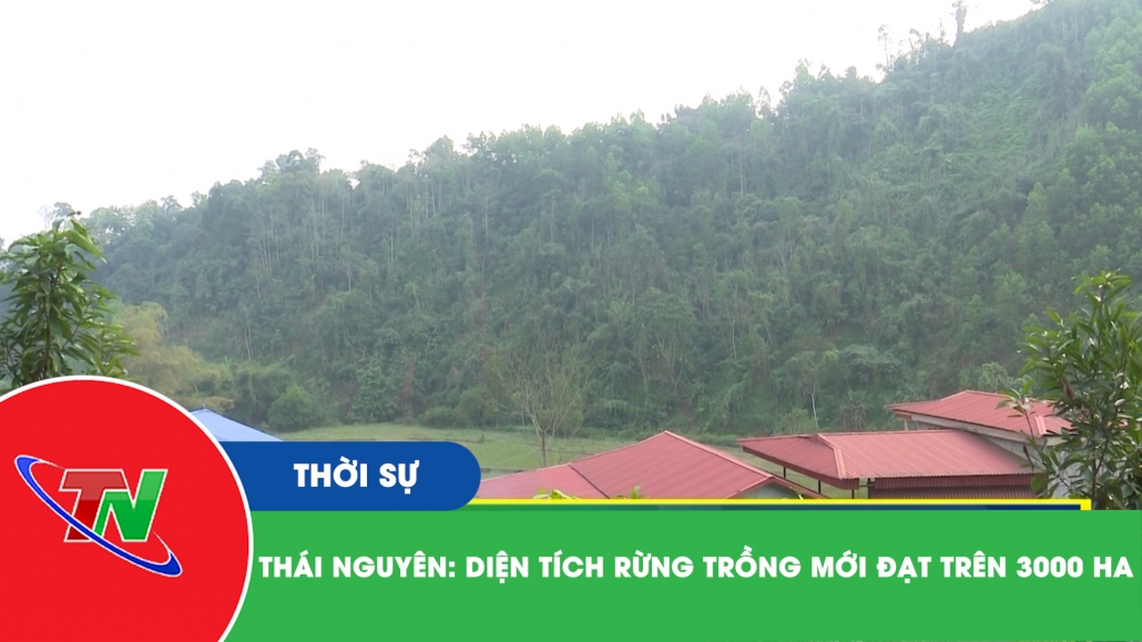 Thái Nguyên: Diện tích rừng trồng mới đạt trên 3000ha